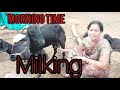 Goat S Milking Vlog