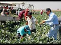 Lejos de mi tierra Vicente Fernández