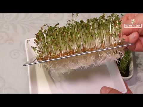 Which is better: sprouting tower, sprouting jar or cress sieve?