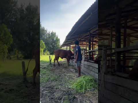 วัวกะดื้อคัก #ตลกขําๆ #animals #funny #comedy #cow