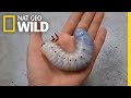 Watch A Hercules Beetle Metamorphose Before Your Eyes Nat Geo Wild