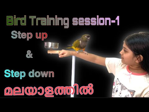 Step  up & Step down Training Malayalam/Malayalam Bird’s Training /Basic Training/ bird training