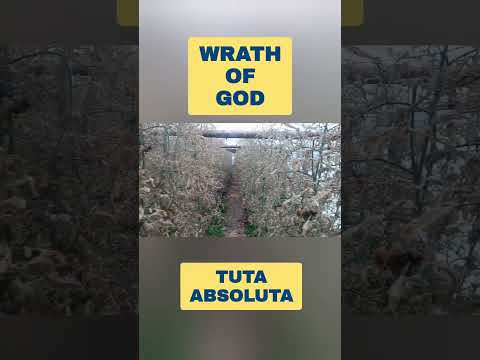 Tuta absoluta - wrath of God #shorts #tutaabsoluta