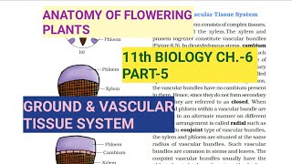 Class 11 Biology|Ch.-6 |Part-5||Ground & Vascular tissue system||Simple tissue||Study with Farru