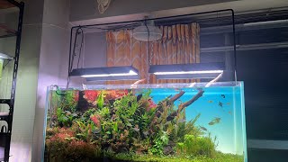 【ライブ138】120cm水槽のトリミングと追肥