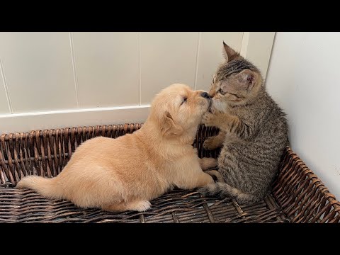 YouTube 썸네일