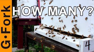 How Many Hives & Beekeeper Burnout! | Beginning Beekeeping | GardenFork