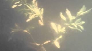 preview picture of video 'Lubelskie - jez. Zagłębocze, rośliny pod wodą'