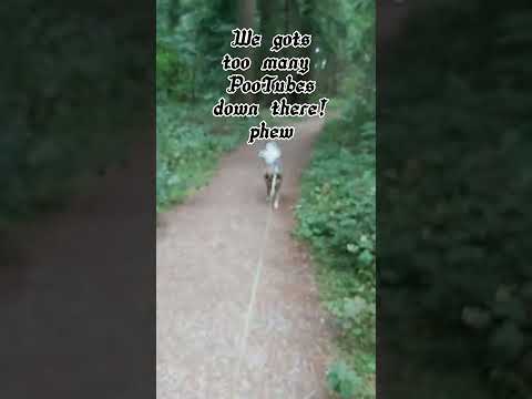 The World of Loki - Forest Walks with Bobby