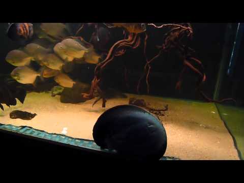 motoro stingray, myleus rubripinnis luna