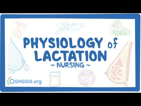 哺乳學的生理學：哺乳 (Physiology of lactation: Nursing)