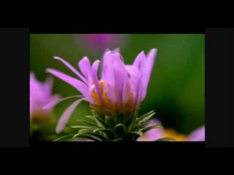 Santana with Placido Domingo - Novus - flowers in growth2