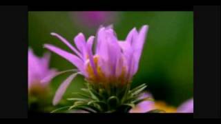 Santana with Placido Domingo - Novus - flowers in growth2