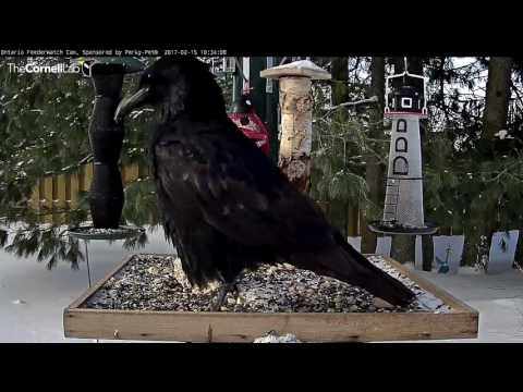 Common Raven Claims Giant Suet Ball – Feb. 15, 2017