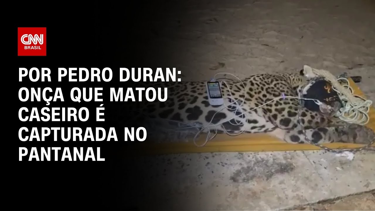 Onça que matou caseiro é capturada no Pantanal | CNN NOVO DIA