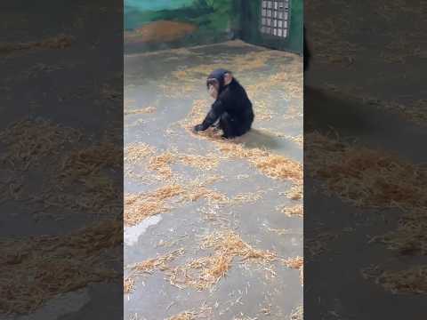 opičí cestička #vtip #vtipnávidea #sranda #komedie #zábava #vtip #vtipnávidea