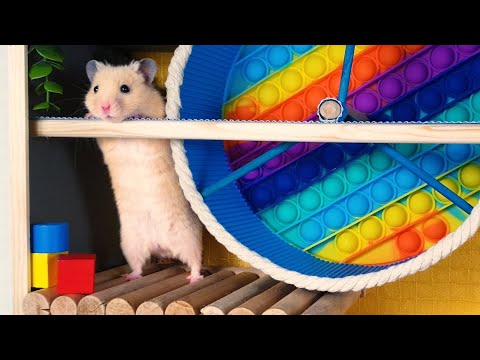 Cute pet HAMSTER on TREASURE HUNT ADVENTURE