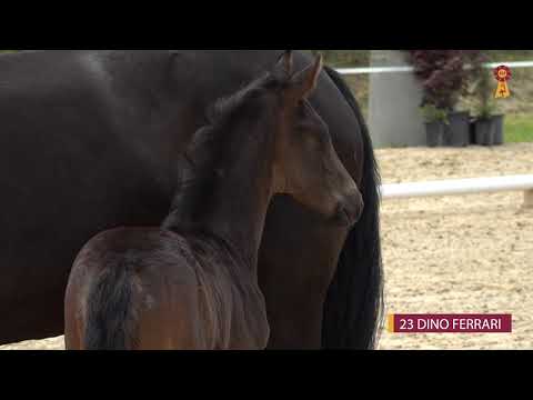 23 DINO FERRARI - HF v. Donier - Sandro Hit - Riedlinger Fohlenauktion 2020