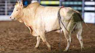 Rodeio de SANTA ALBERTINA 2026 (QUINTA / MELHORES MOMENTOS)