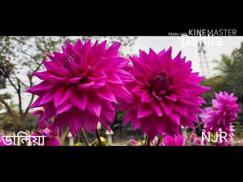 BEST DAHLIA FLOWER