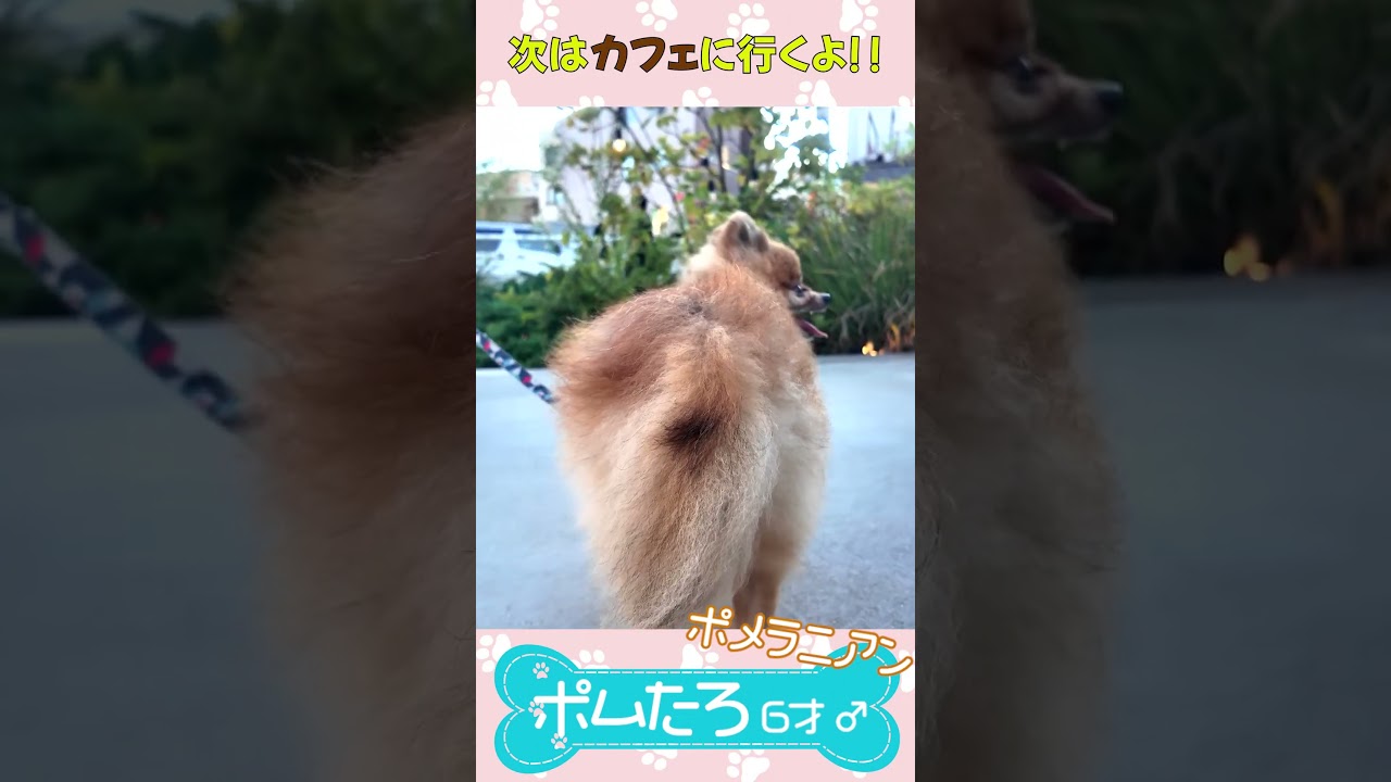 元気いっぱいなポメラニアンに密着！#犬 #犬のいる生活 #お散歩 #ポメラニアン