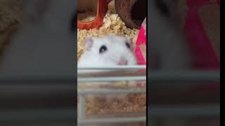 ハムスター かわいい癒し動画