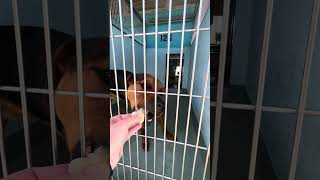 Video preview image #1 Mutt Puppy For Sale in Pasadena, CA, USA