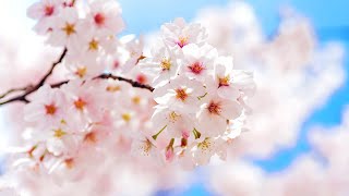 Download lagu Morning Relaxing Music - Meditation Music For Stress Relief, Yoga Music, Study Music (Wyke) mp3 Download lagu Morning Relaxing Music - Meditation Music For Stress Relief, Yoga Music, Study Music (Wyke) mp3
