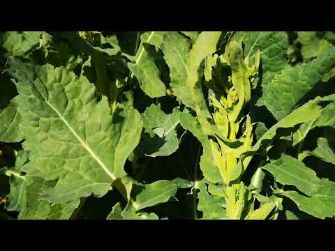 Kalter April und keine Besserung in Sicht. Winterraps doch regulieren oder Fungizid aufsparen?