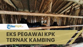 Kisah Seorang Eks Pegawai KPK yang Dipecat karena Tak Lolos TWK, Kini Merintis Usaha Ternak Kambing