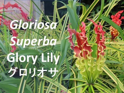 グロリオサ、栄光の冠 植物