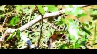 Download lagu Suwilanji - Lesa wandi mp3