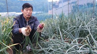 한징형마늘,저장양파,주아로심은 도야마늘 여러분께 실험중인 영상 올립니다.