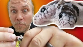 ASSIST FEEDING MY TWO HEAD SNAKE!! AGAIN!! | BRIAN BARCZYK