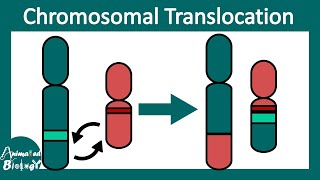 Chromosomal Translocation | Robertsonian vs reciprocal translocation | Clinical pathology | USMLE