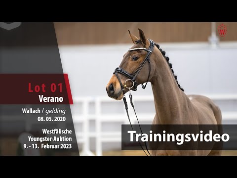 Youngster Online-Auktion Training Lot 01 Verano Wallach v. Vaderland - Sir Donnerhall I