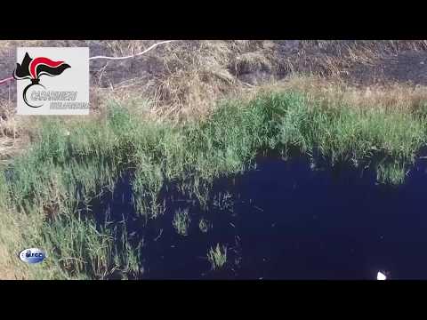 Carabinieri Forestale Parco Pollino bilancio attività 2019