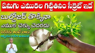 Bone Stronger Food | How to Improve Bone Strength | Calcium | Dr Manthena Satyanarayana Raju Videos