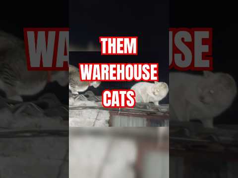 I've got nothing, so have some warehouse cats #shorts #猫又おかゆ