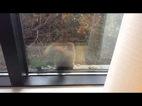 Little Red Squirrel 1