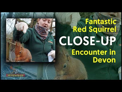Fantastic Red Squirrel Close-Up Encounter in Devon