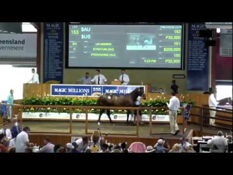 Lots 77 to 190, 2013 Gold Coast Magic Millions Yearling Sale Session 1
