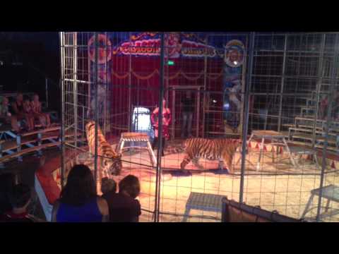 Janine Prehn - Die junge, charmante Tigertrainerin, im Classic Circus!!!
