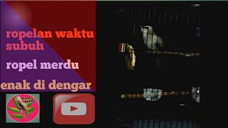 Download lagu Pancingan trucuk ropel subuh. merdu dan enak di dengar. mp3