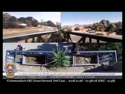 Mourning Dove flew after nearly 3 hours on rail - Trio Bald Eagles, ©Stewards of UMRR