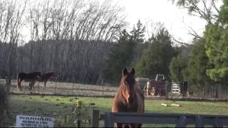 How do you put round bales out in the field? Dogwood Lane Horse Sanctuary