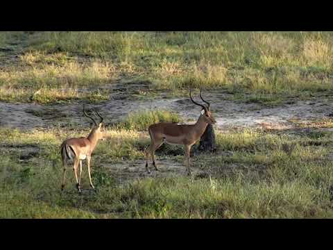 Djuma: Sparring Impala rams - 05/16/18