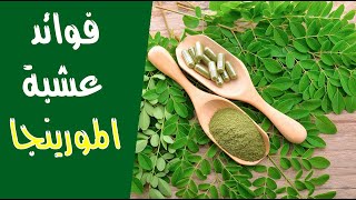 فوائد عشبة المورينجا فوائد عشبة المورينجا