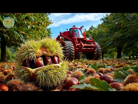 How Farmers Harvest Million Chestnuts By Machine - Chestnut processing factory