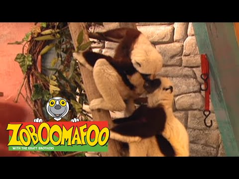 Zoboomafoo 105 - Happy Lemur Day (Full Episode)